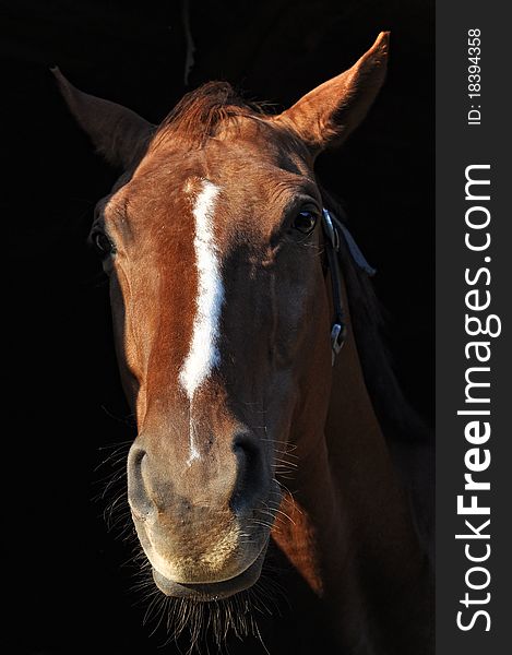 Head brown horse in the dark box.