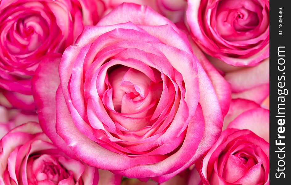 Beautiful pink roses background.Close-up image