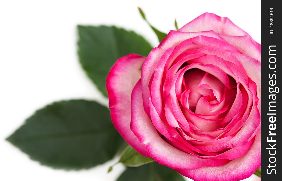 Beautiful Pink Rose on a white background