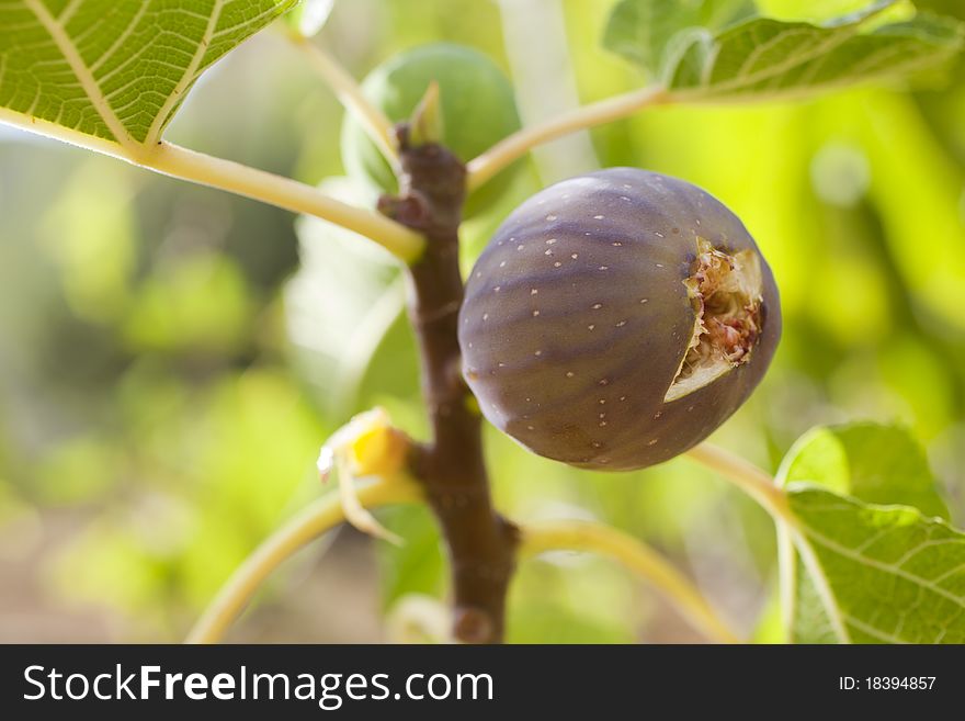 A Fig on the branch