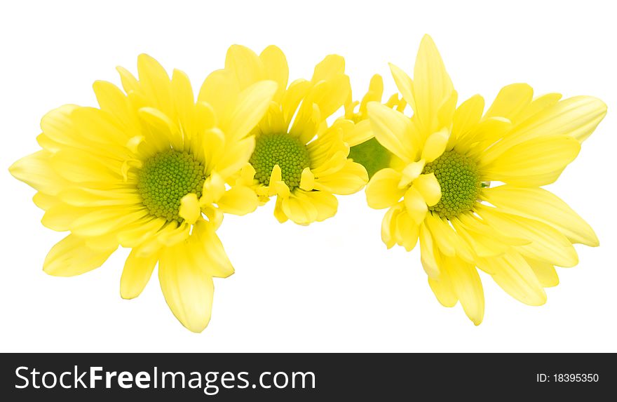 Single yellow pompon daisy, isolated on white background