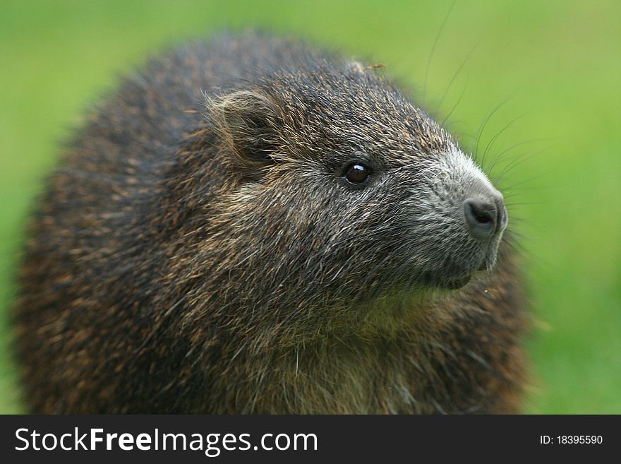 Also known as a water rat, ?ekomy?, koypu or Mus coypus, is a large rodent native to South America. Also known as a water rat, ?ekomy?, koypu or Mus coypus, is a large rodent native to South America