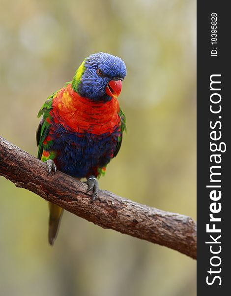 Lorikeet, Lori lives in pairs that sometimes clump together into flocks. In guarding their nesting territory and the food is extremely aggressive and can evict the birds away a larger size than he is (eg fl�t?�ka Australia). Lorikeet, Lori lives in pairs that sometimes clump together into flocks. In guarding their nesting territory and the food is extremely aggressive and can evict the birds away a larger size than he is (eg fl�t?�ka Australia).