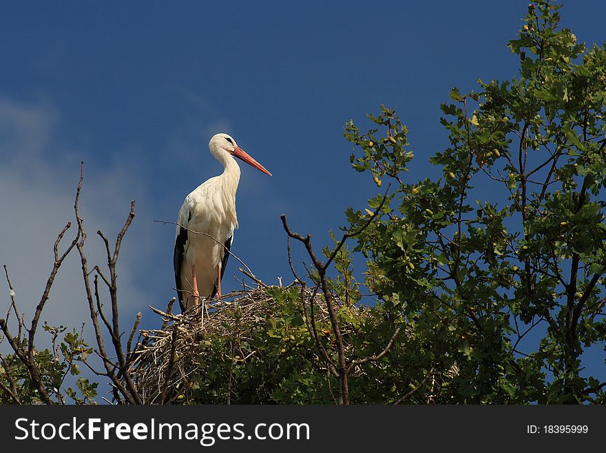 White Stork(Ciconia Ciconia)