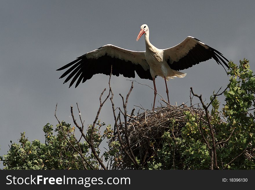 White Stork(Ciconia Ciconia)