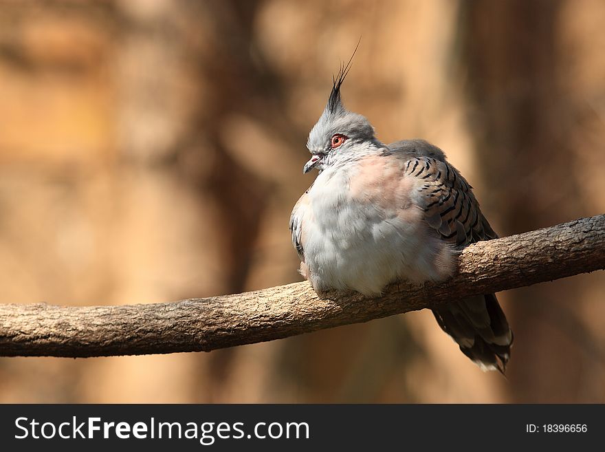 Crested Pigeon