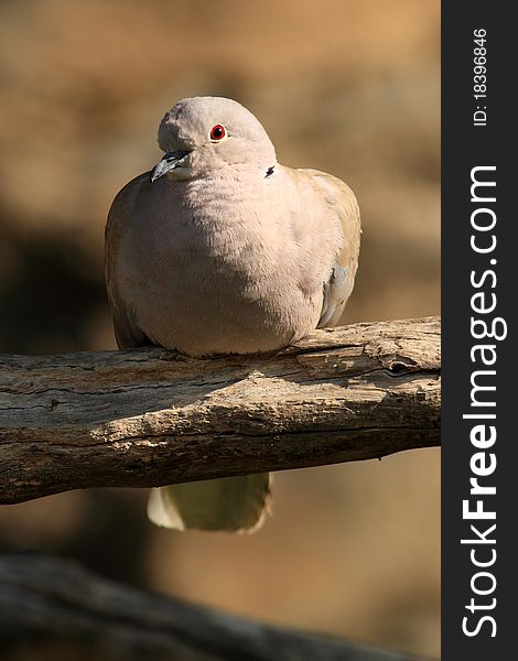 Stock dove (Columba oenas) is a wild pigeons. Since other species of pigeons vary burgundy stain on the side of his neck and only partial black bands.