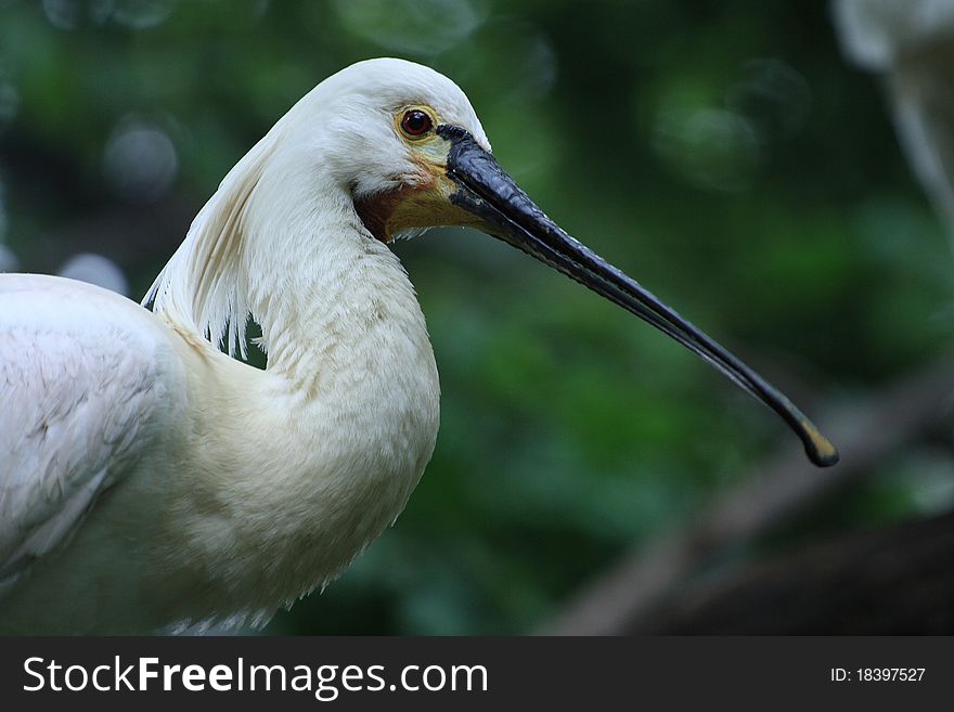 White Spoonbill