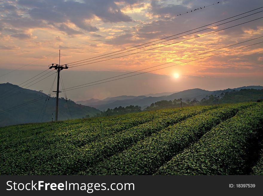 Tea Plant Field In Twilight