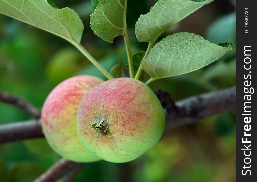 Two  ripe apples on a branch. Two  ripe apples on a branch.