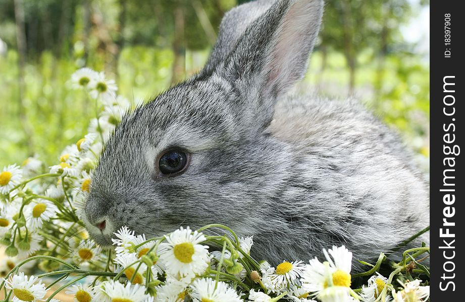 Little grey rabbit in a meadow full of flowers