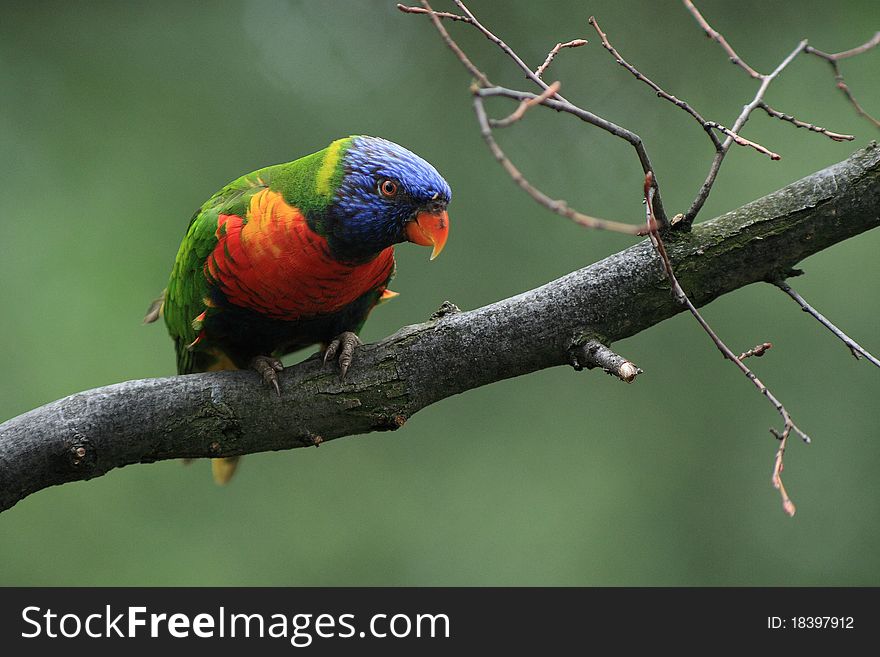 Lorikeet, Lori lives in pairs that sometimes clump together into flocks. In guarding their nesting territory and the food is extremely aggressive and can evict the birds away a larger size than he is (Australia). Lorikeet, Lori lives in pairs that sometimes clump together into flocks. In guarding their nesting territory and the food is extremely aggressive and can evict the birds away a larger size than he is (Australia).