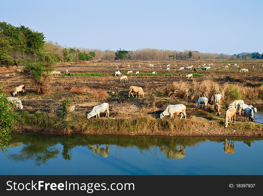 Cattle herd grazing in the paddy