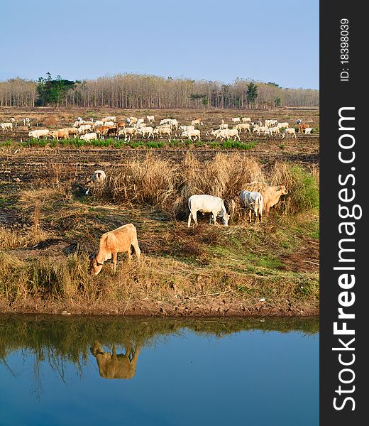 Cattle herd grazing in the paddy. Cattle herd grazing in the paddy