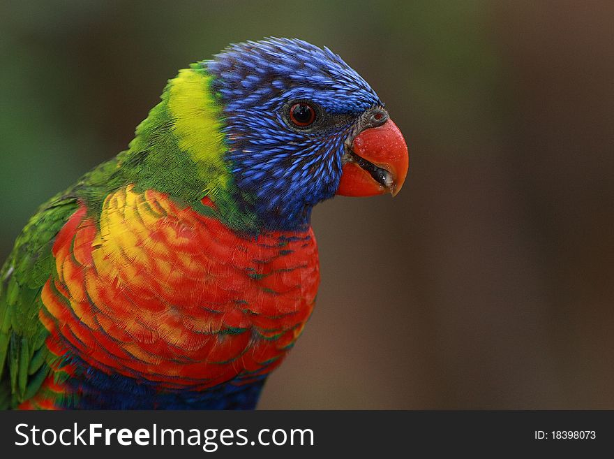 Lorikeet, Lori lives in pairs that sometimes clump together into flocks. In guarding their nesting territory and the food is extremely aggressive and can evict the birds away a larger size than he is (Australia). Lorikeet, Lori lives in pairs that sometimes clump together into flocks. In guarding their nesting territory and the food is extremely aggressive and can evict the birds away a larger size than he is (Australia).