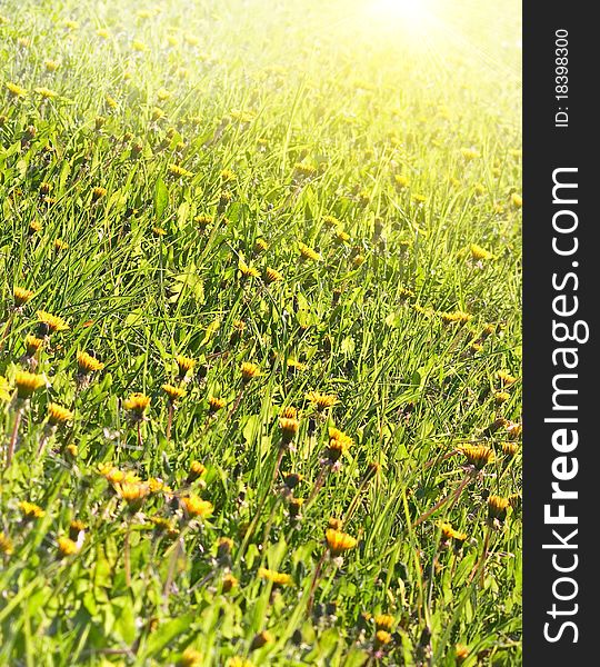 Dandelion field at sunny day. Dandelion field at sunny day