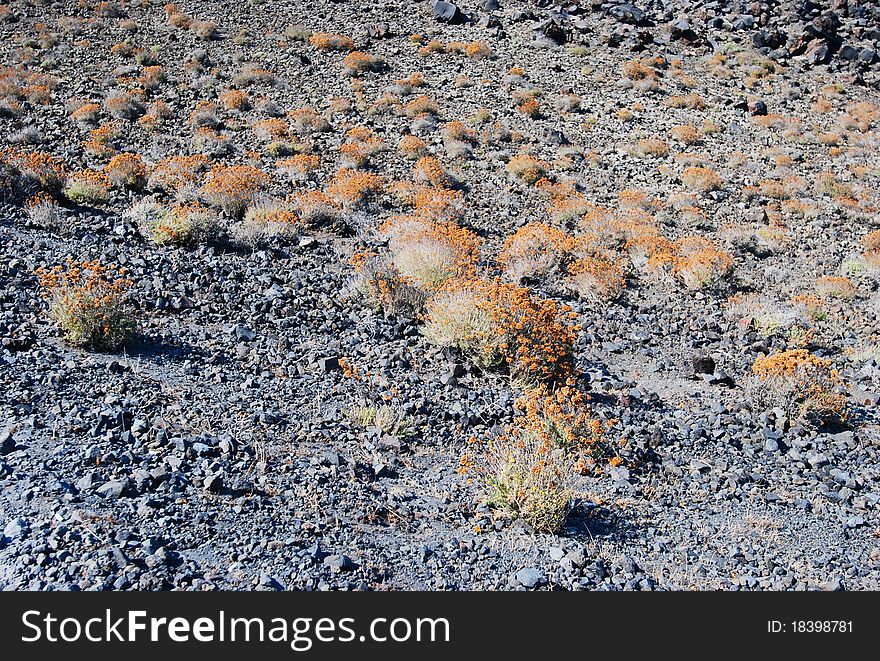 Volcan plant on santorini island