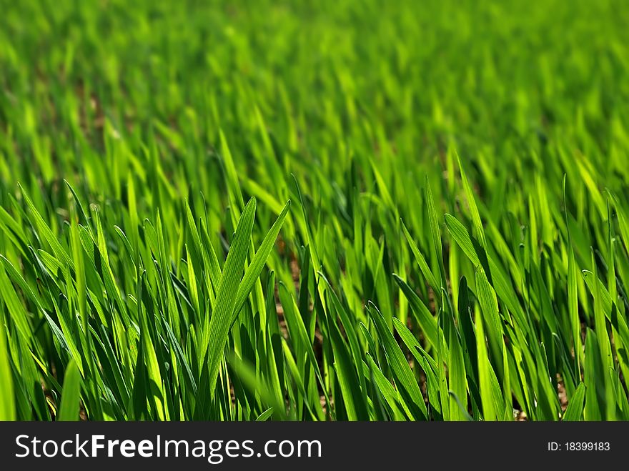 Green grass. Summer meadow background