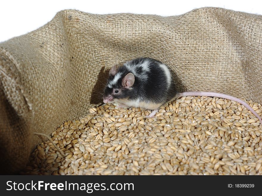 Eating in bag wheat with grain mouse. Eating in bag wheat with grain mouse