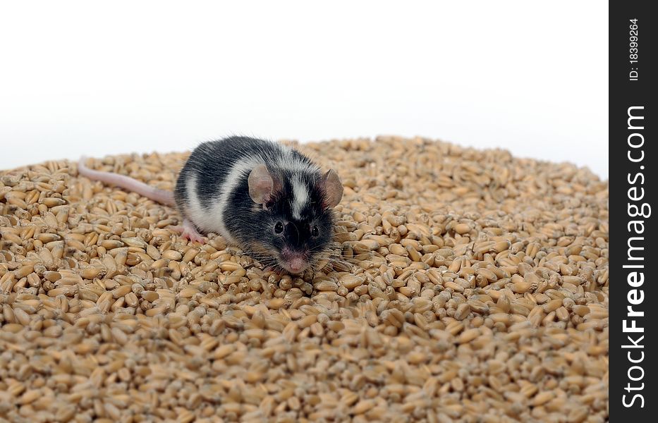 Eating on wheat's background grain mouse. Eating on wheat's background grain mouse