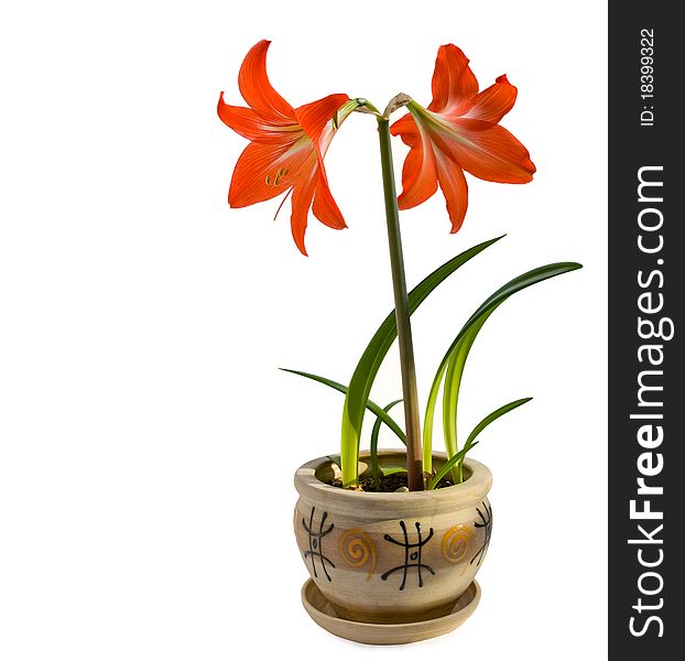 hippeastrum