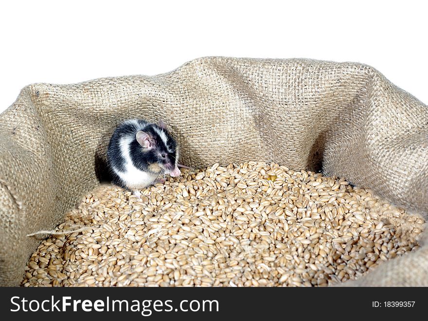 Eating in bag wheat with grain mouse. Eating in bag wheat with grain mouse