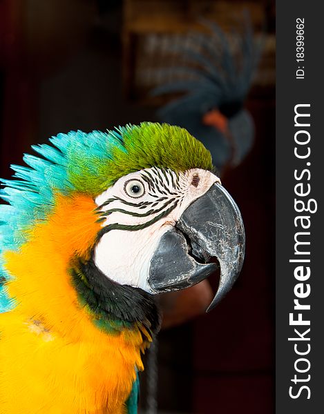 The colorful head of a macaw with palm cockatoo at the background. The colorful head of a macaw with palm cockatoo at the background