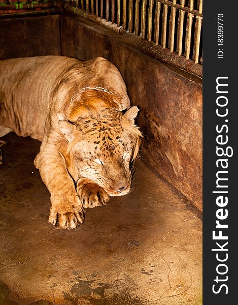 A portrait of liger chained in captivity. A portrait of liger chained in captivity