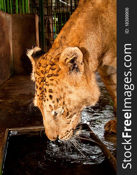 A portrait of Liger in captivity drinking. A portrait of Liger in captivity drinking