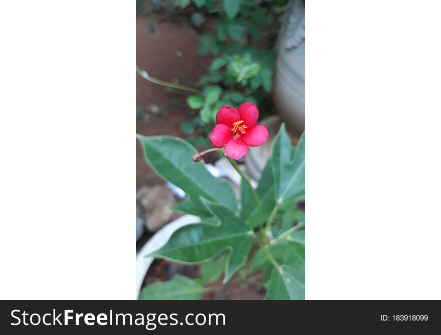 Red flower,small,thick red 1,2,3 flowers