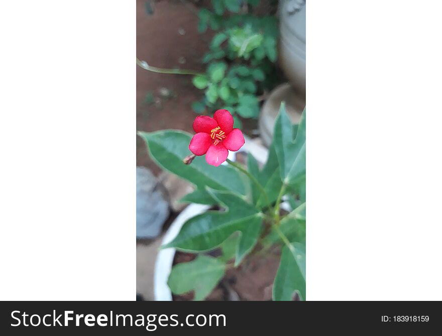 Red flower,small,thick red 1,2,3 flowers