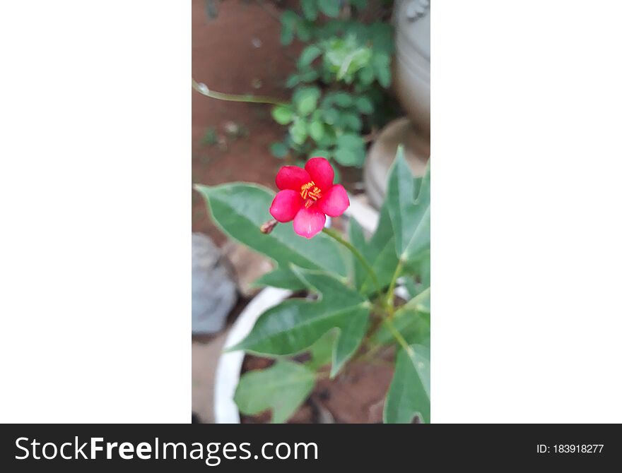 Red flower,small,thick red 1,2,3 flowers