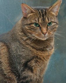 Portrait Of Mama Tad Medium Royalty Free Stock Images