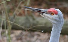 Sandhill Crane Stock Photos Sandhill Crane Stock Photos