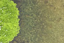 River Plants On Left Stock Images River Plants On Left Stock Images
