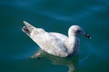 Seagull Stock Image Seagull Stock Image