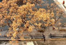 Yellow Tree From Above Stock Photography Yellow Tree From Above Stock Photography