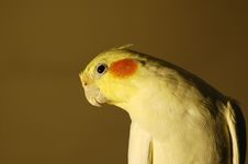 Lutino Cockatiel Royalty Free Stock Images Lutino Cockatiel Royalty Free Stock Images