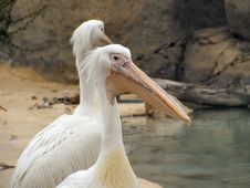 Two White Pelicans Portrait Stock Photo Two White Pelicans Portrait Stock Photo