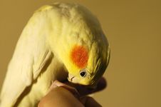Lutino Cockatiel Royalty Free Stock Images Lutino Cockatiel Royalty Free Stock Images