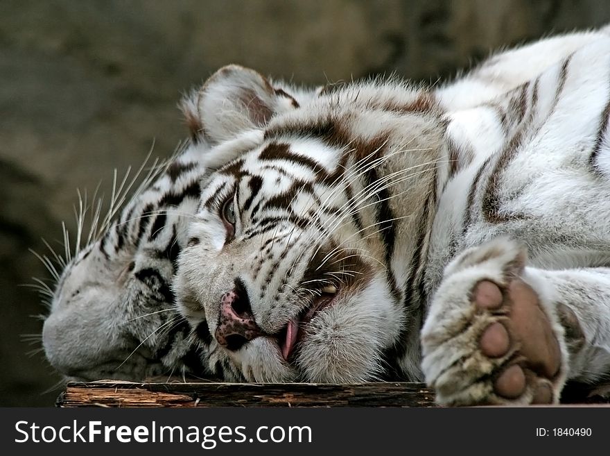 Two White Tigers.