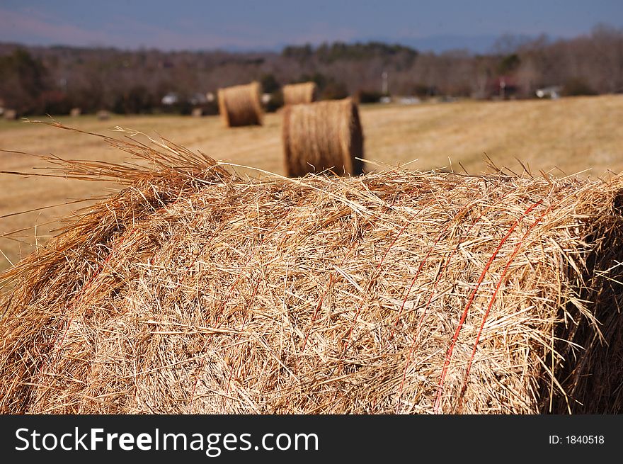 A closeup of a hay field. A closeup of a hay field