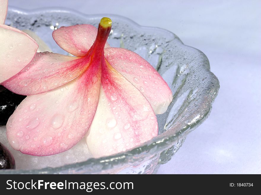 Frangipane Flowers And Pebbles In A Glass Bowl