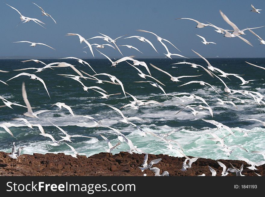 A flock of swift terns. A flock of swift terns