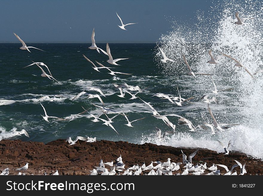 A flock of swift terns. A flock of swift terns