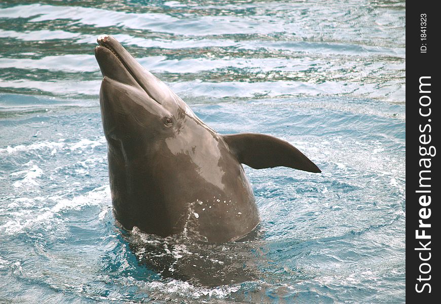 Dolphin with head out of water