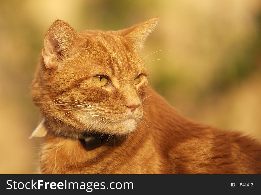 A Ginger Colored Domestic cat on a Summers evening. Golden sun light accentuates the rich color of his striped coat. A Ginger Colored Domestic cat on a Summers evening. Golden sun light accentuates the rich color of his striped coat