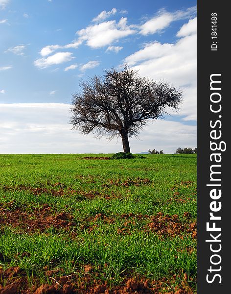 Spectacular landscape: green fields, blue sky, lonely tree