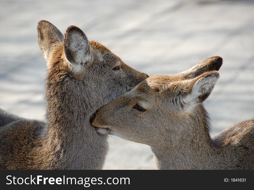 Deer considered a sacred animal in Japan and is common sight at Nara & Miyajima. Deer considered a sacred animal in Japan and is common sight at Nara & Miyajima