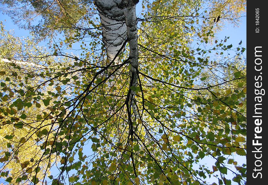 Birches and sky in forest